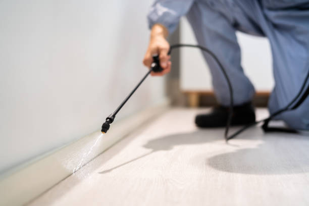 Licensed Wasp Removal service in Burns Flat, OK - Show Me Pest Control